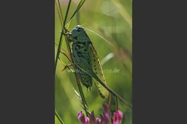 Fokus-Natur Bild