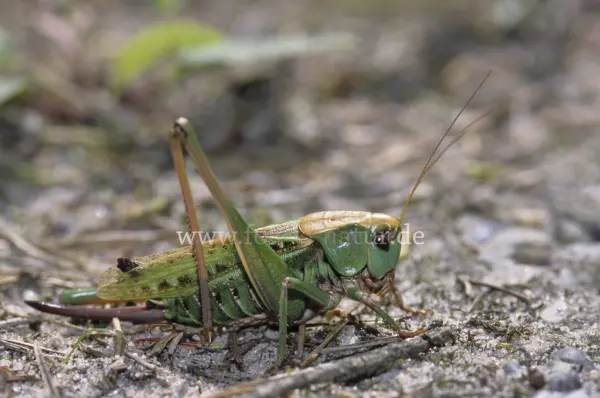 Fokus-Natur Bild