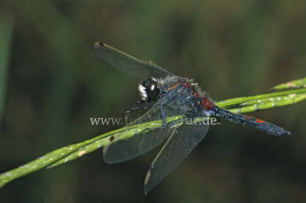 Fokus-Natur Bild