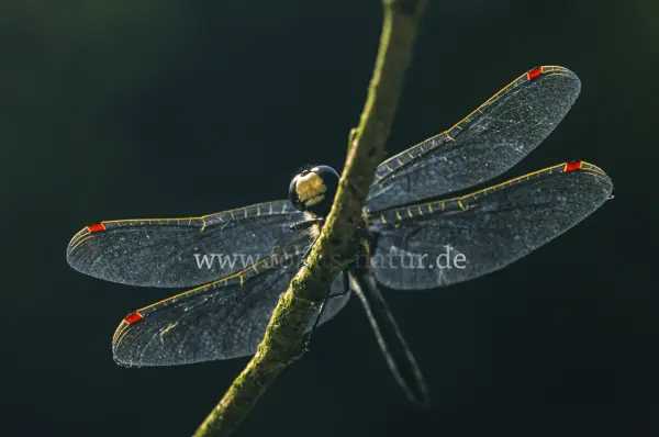 Fokus-Natur Bild