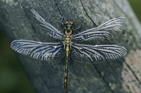 Fokus-Natur Bild