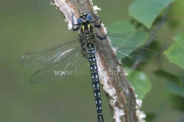 Fokus-Natur Bild