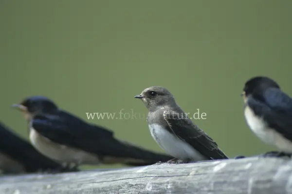 Fokus-Natur Bild