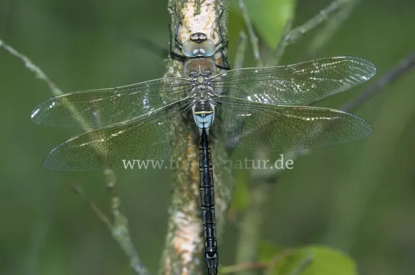 Fokus-Natur Bild