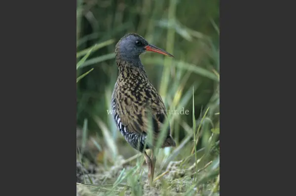 Fokus-Natur Bild