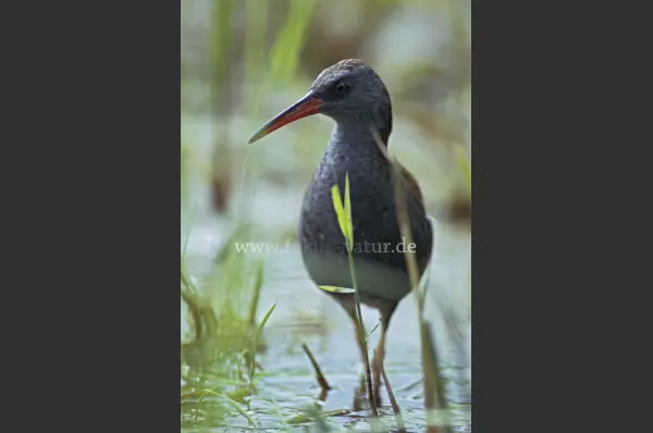 Fokus-Natur Bild