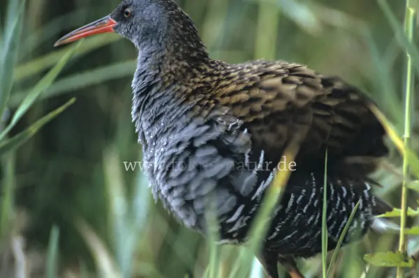 Fokus-Natur Bild