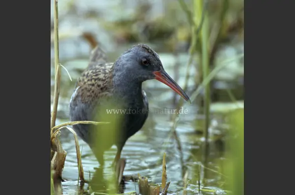 Fokus-Natur Bild