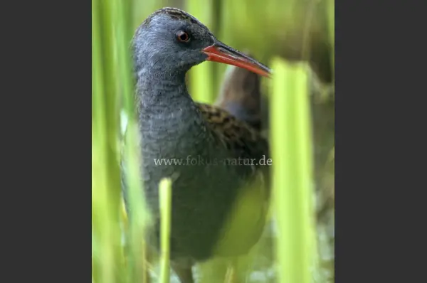 Fokus-Natur Bild