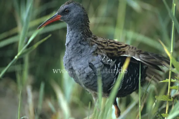 Fokus-Natur Bild
