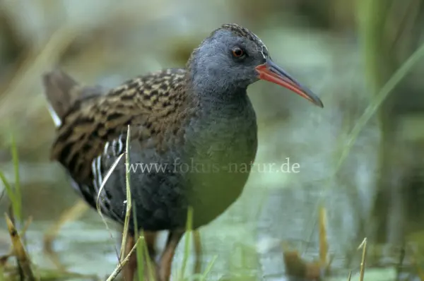 Fokus-Natur Bild