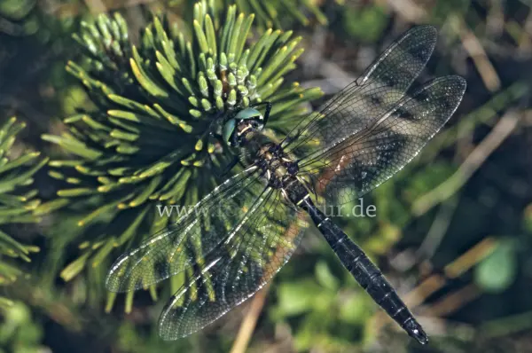 Fokus-Natur Bild