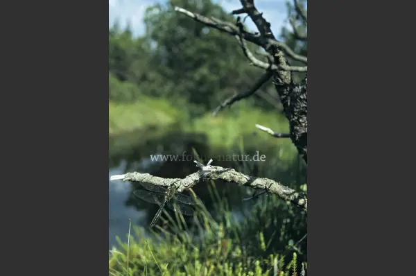 Fokus-Natur Bild