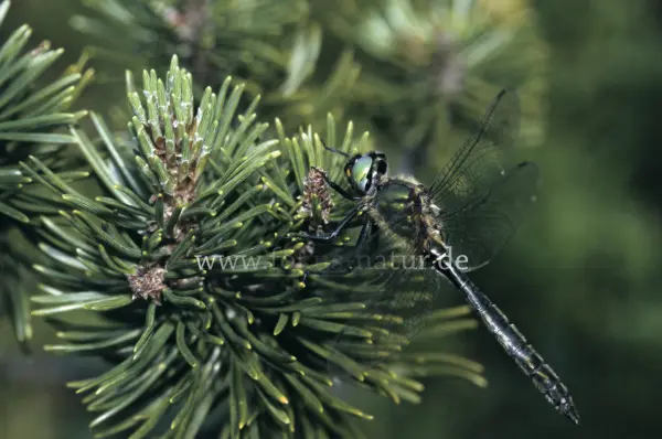 Fokus-Natur Bild