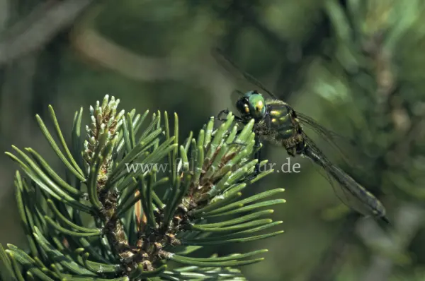 Fokus-Natur Bild