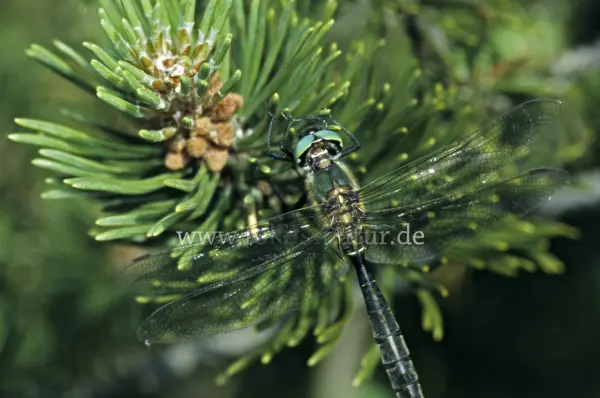 Fokus-Natur Bild