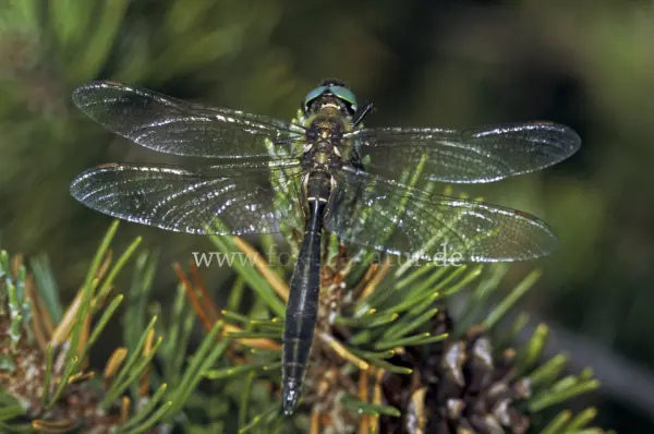 Fokus-Natur Bild