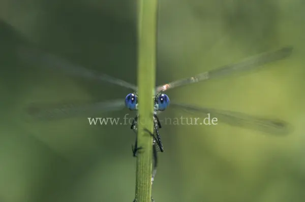 Fokus-Natur Bild