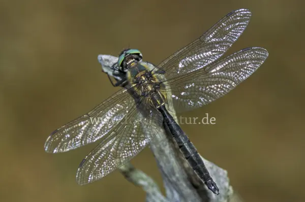 Fokus-Natur Bild