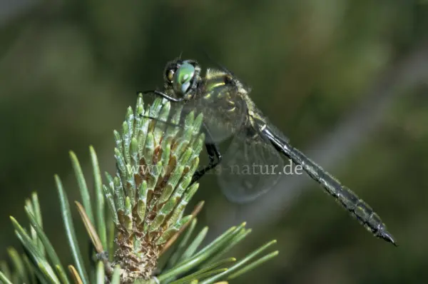 Fokus-Natur Bild