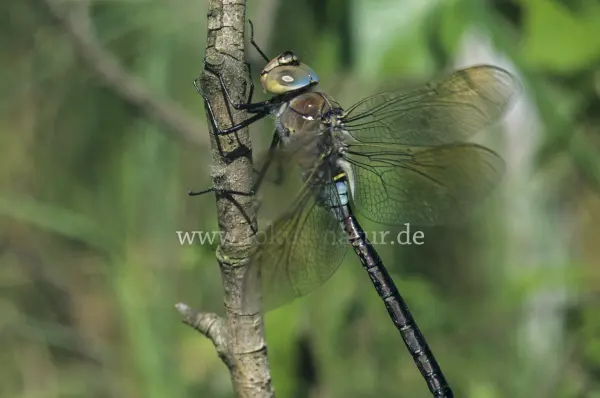 Fokus-Natur Bild