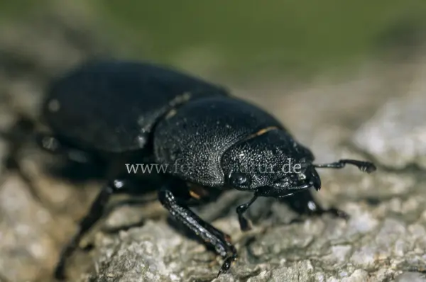 Fokus-Natur Bild
