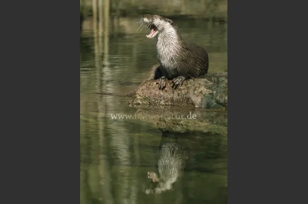 Fokus-Natur Bild