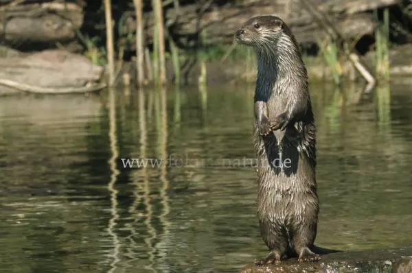 Fokus-Natur Bild
