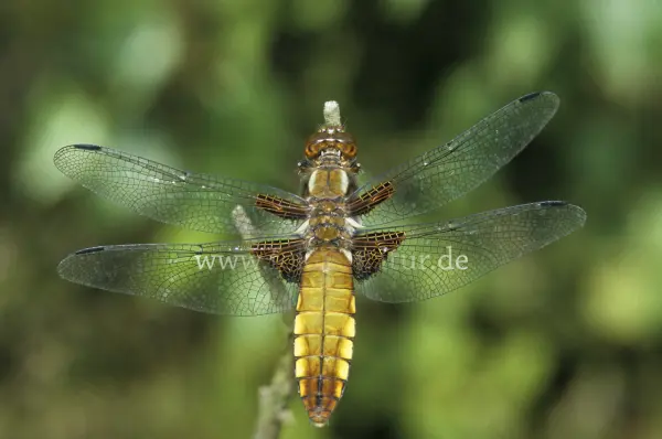 Fokus-Natur Bild