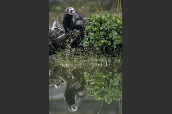 Fokus-Natur Bild