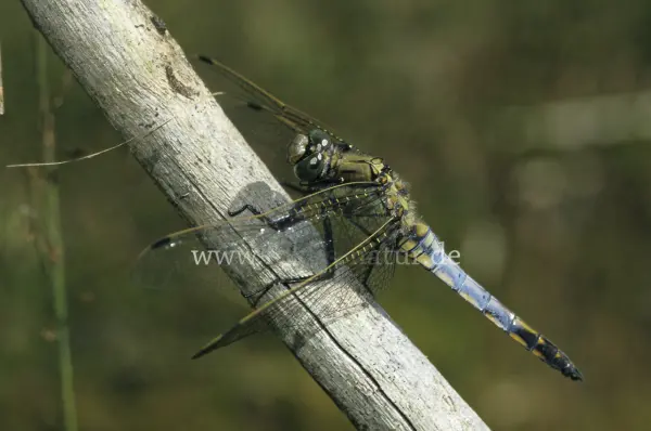 Fokus-Natur Bild