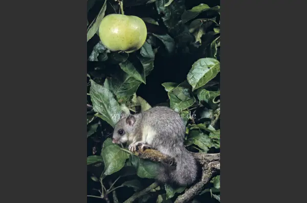 Fokus-Natur Bild