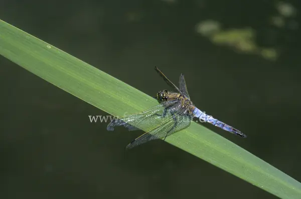 Fokus-Natur Bild