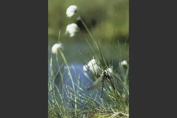 Fokus-Natur Bild