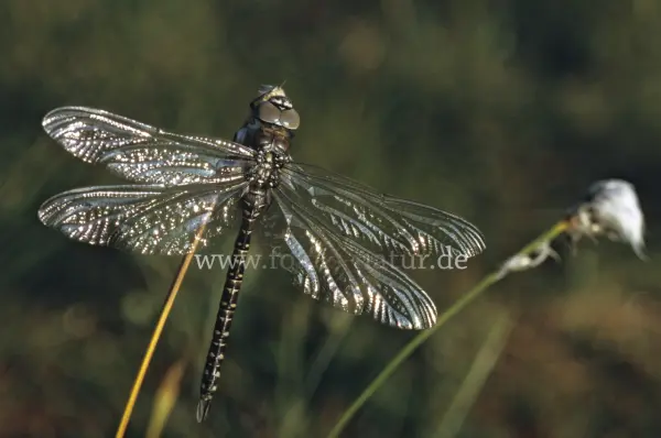 Fokus-Natur Bild