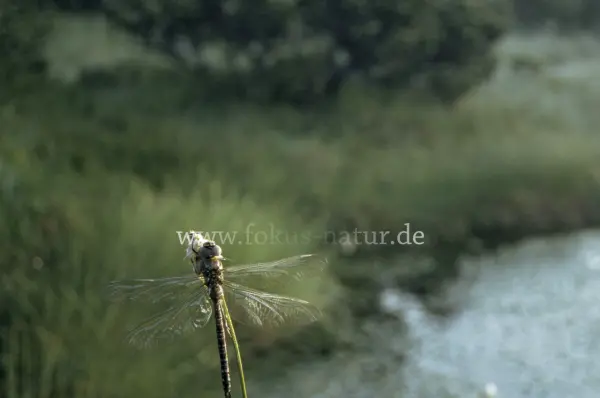 Fokus-Natur Bild