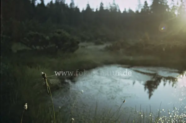 Fokus-Natur Bild