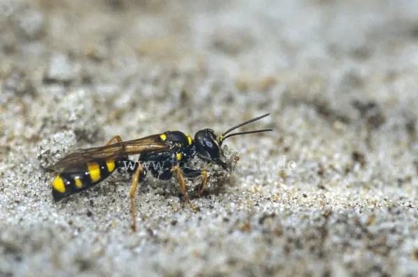 Fokus-Natur Bild