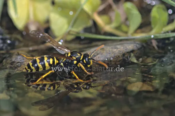 Fokus-Natur Bild