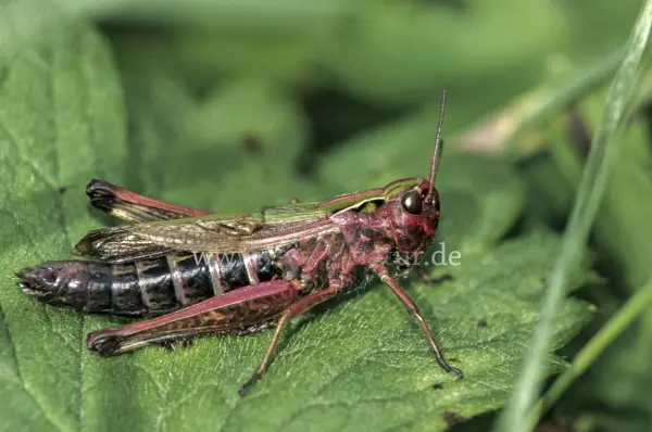 Fokus-Natur Bild