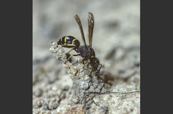 Fokus-Natur Bild