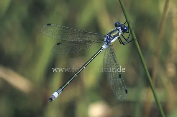 Fokus-Natur Bild