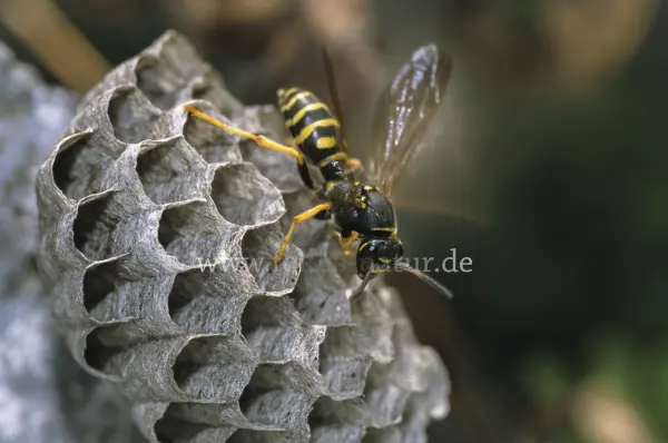 Fokus-Natur Bild