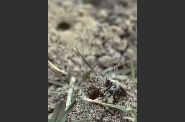 Fokus-Natur Bild