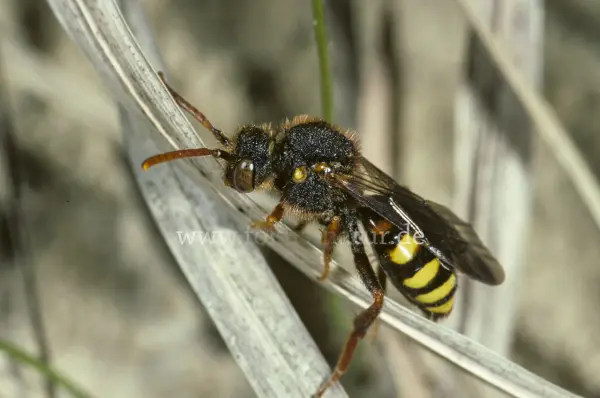 Fokus-Natur Bild