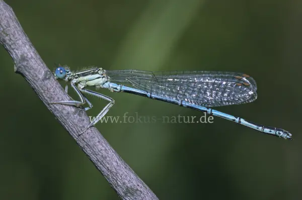 Fokus-Natur Bild