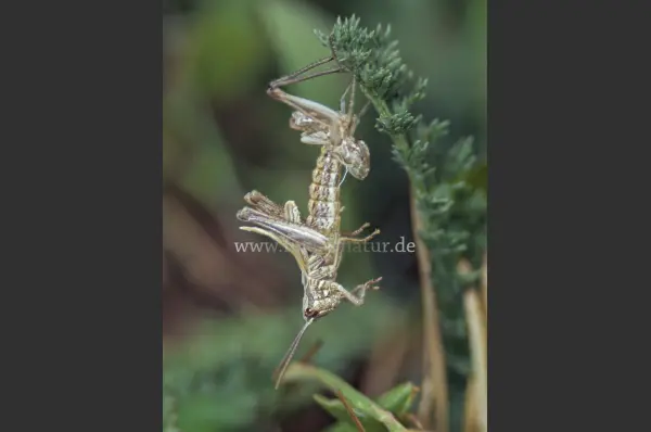 Fokus-Natur Bild