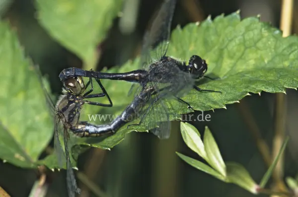 Fokus-Natur Bild