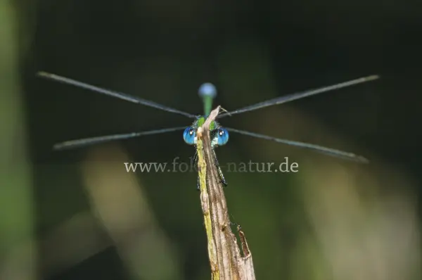 Fokus-Natur Bild