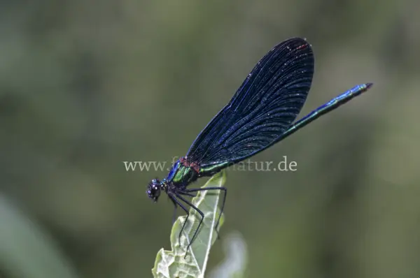 Fokus-Natur Bild